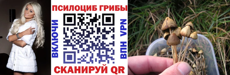 Псилоцибиновые грибы мицелий  купить наркотики цена  Чернушка 